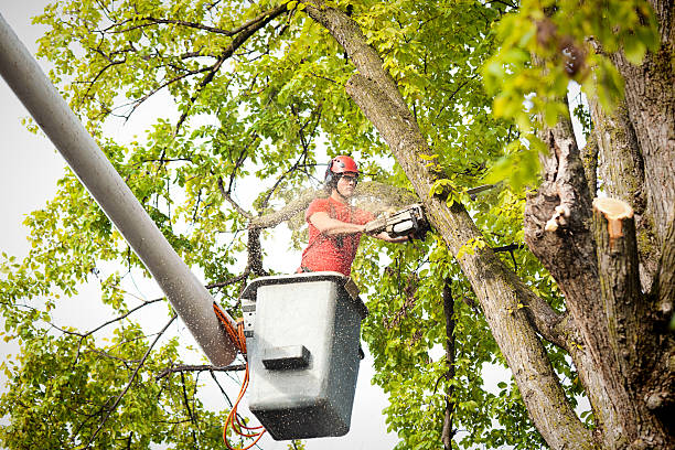 Reliable Delavan, WI Tree Service Solutions